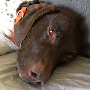 Meet your Posher, Shannon